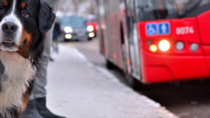Odnowienie przystanku autobusowego po sierpniowej nawałnicy w Bielsku-Białej